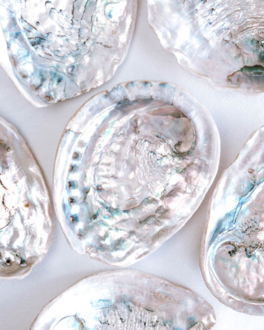 Perlemor Abalone skjell